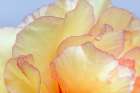 USA, Washington State, Seabeck. Tree peony blossom close-up. Art Print